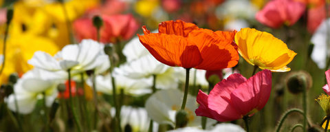 Color and Mood Dreams Pd Poppies long