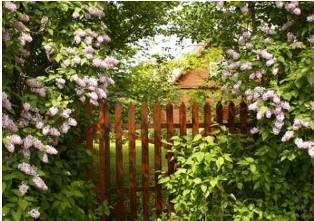 garden fence enclosed with lilacs