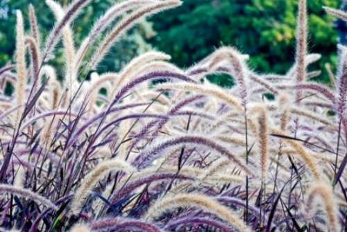 Mature Purple Fountain Grass