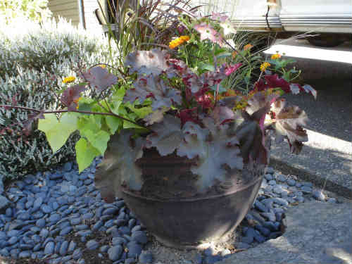 Container Garden with dramatic contrasts