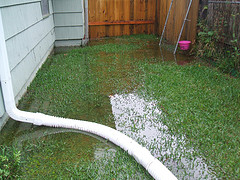 standing water can kill the grass