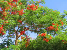 Tropical Tree in Blossom