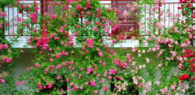 Vertical Gardening Dream Paid Curtain of Roses T2