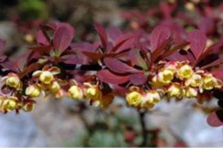 Berberis thunbergii 'Rose Glow' color example