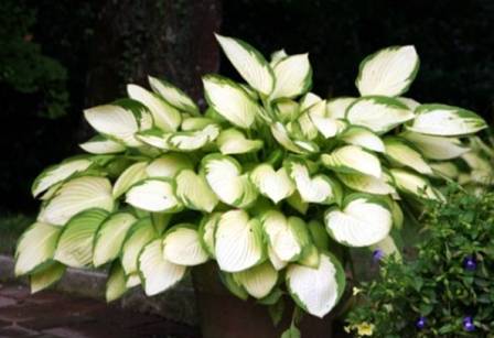 Variegated leaves green and white Hosta color example