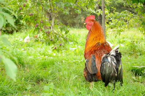 Rooster in a Country Garden