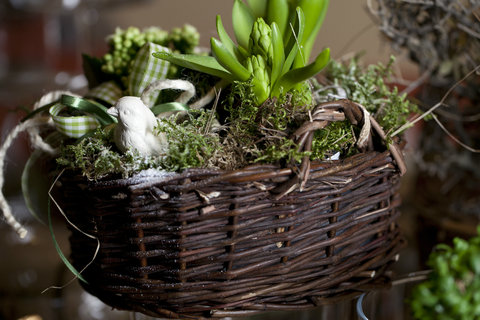 Hyacinth planted in basket