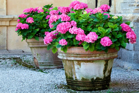 Stone Pots with Pink Hydrangeas