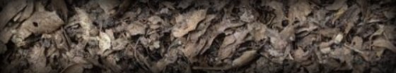 soil amendments leaf mold dream